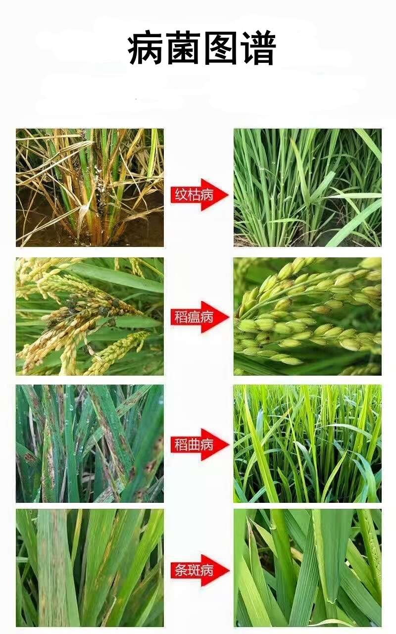 水稻病专用水稻杀菌剂稻瘟病稻曲病纹枯病恶苗白叶枯水稻病害专用