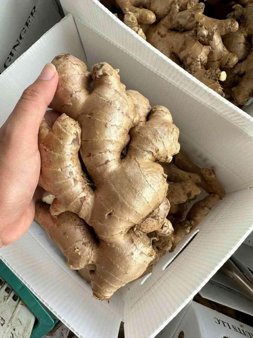 山东特级大肉姜 - 个大饱满 辛辣适中 厨房