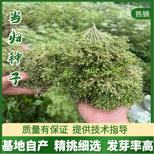 汉源县日本当归种子新产中药材种子发芽高出苗率高种植