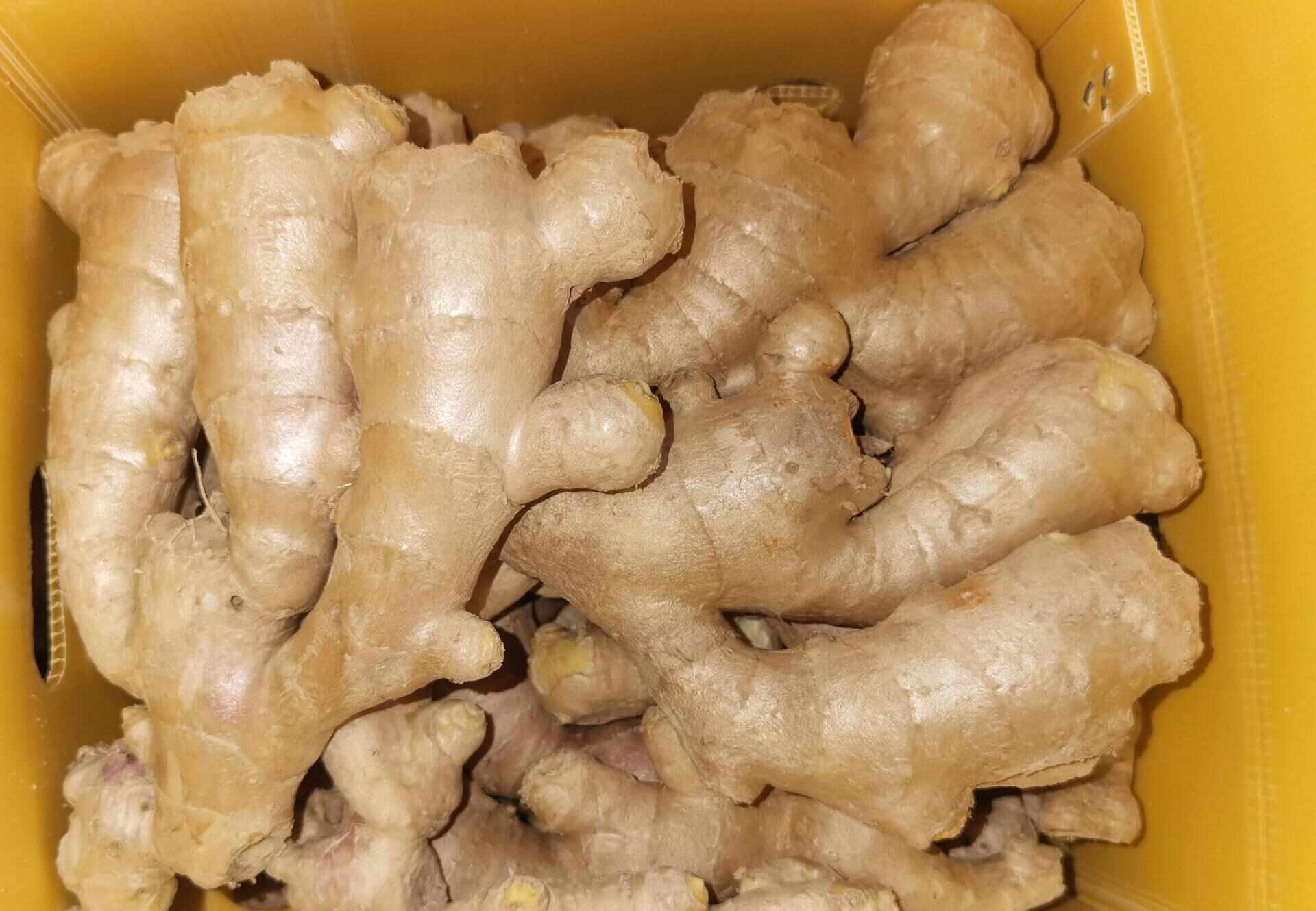 新鲜脆嫩！山东大肉姜 - 肉质厚实 姜香浓郁