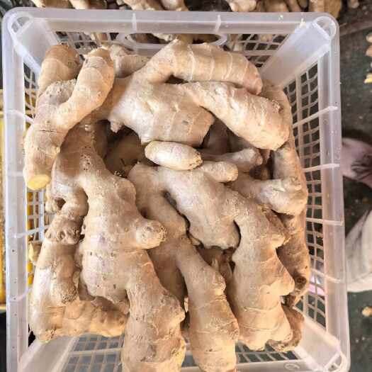 昌邑市山东老黄姜 新挖老姜 姜味浓郁醇厚 耐储存 驱寒暖胃