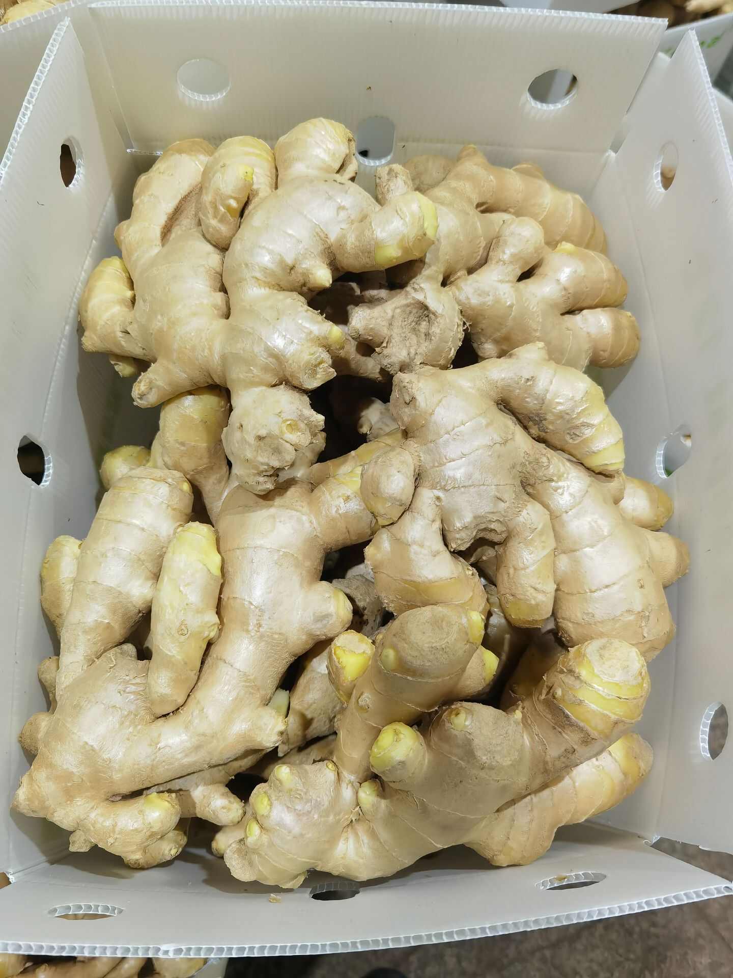 新鲜脆嫩！山东大肉姜 - 肉质厚实 姜香浓郁
