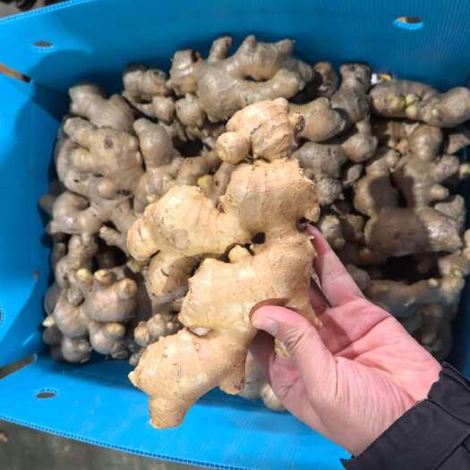 昌邑市山东优质大肉姜 - 新鲜出土 纤维少
