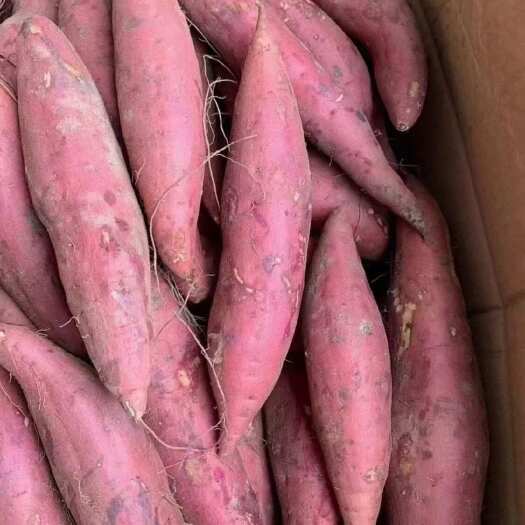 河南开封西瓜红红薯 新鲜出土商品薯 红皮红心 整车发物流专线