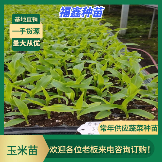 玉米苗，可用于基地生产，复绿，根壮苗旺，成活率高