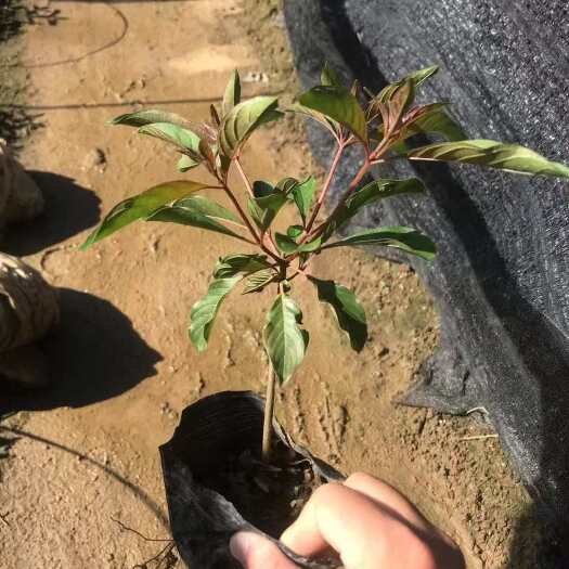 中山市精品希美丽基地自产自销