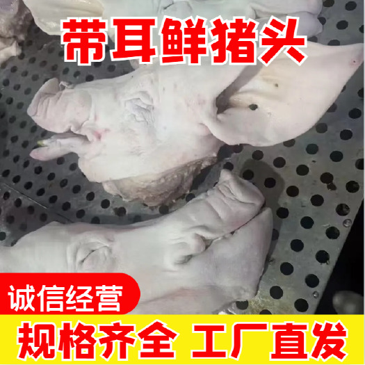 郑州精品带耳鲜猪头 大厂标准 规格品类齐全