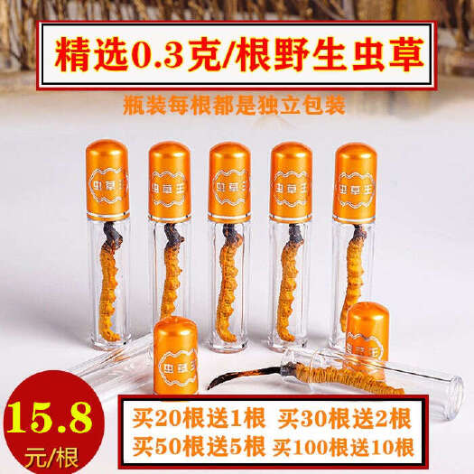 虫草小瓶装正宗高品质冬虫夏草独立包装1根1瓶一手货源正品保障