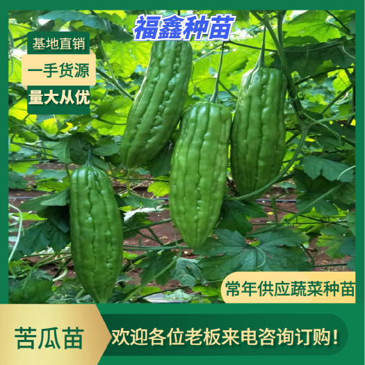 泰国600耐热耐雨水油瓜苦，公司直供，穴盘苗，存活率高