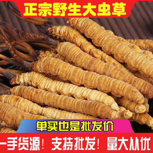 甘孜县批发虫草冬虫夏草正品高海拔虫草非西藏那曲冬虫夏草青海虫草