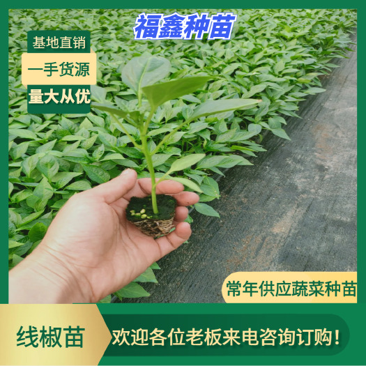 【基地直销】线椒苗  2019加长加大线椒，苗场直供品质保障