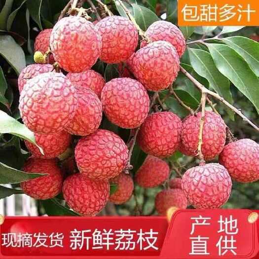 【当季热卖】双肩玉荷苞荔枝产地直发量大从优支持一件代发