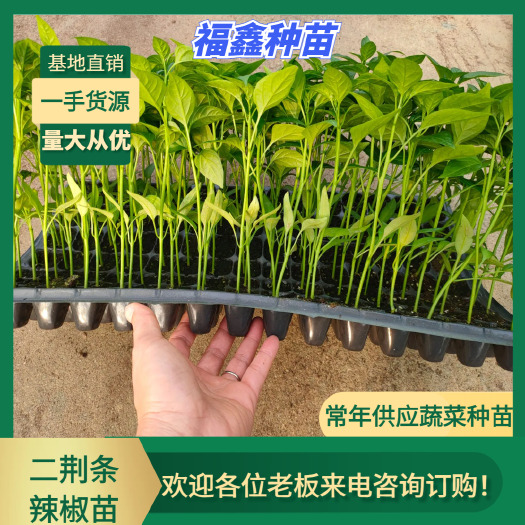 【基地直销】二荆条辣椒苗  长辣线椒，湖南椒苗——苗场直供。