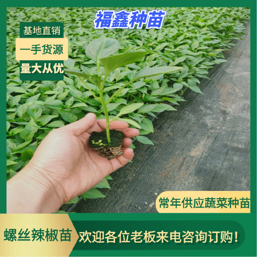 博罗县螺丝辣椒苗  螺丝牛角椒，苗场直供，穴盘苗，存活率高