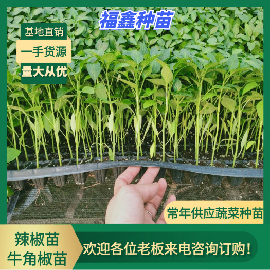博罗县苗场直供，牛角椒苗，根系旺，成活率高，可全国发货