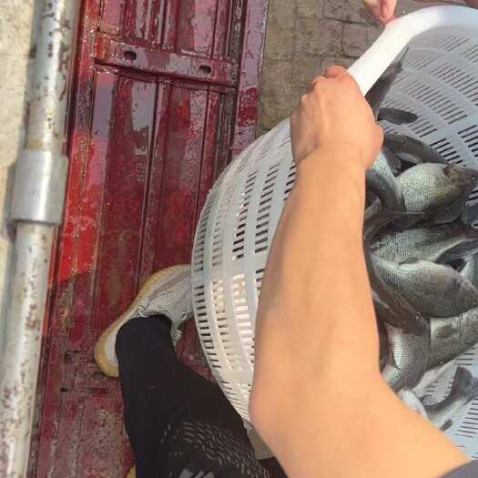 天津鲈鱼高密度养殖批发