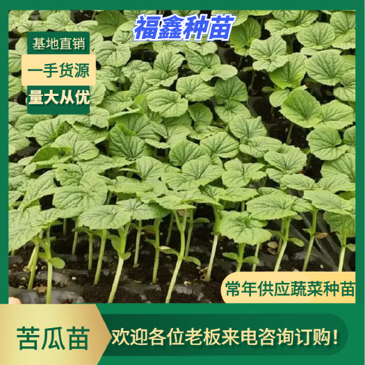 苦瓜苗 苗场直供-泰国400油绿油瓜（穴盘苗，存活率高）