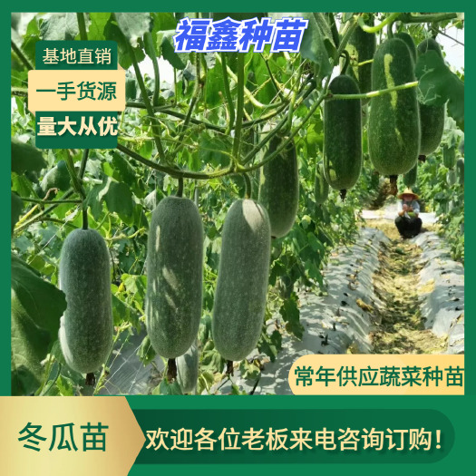 冬瓜苗 早熟品种 苗场直供穴盘苗:翡翠小冬瓜  植株长势旺盛
