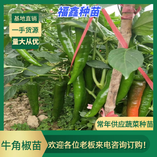 博罗县牛角椒苗  苗场直供-神龙大果青椒。穴盘苗，根壮存活率更高