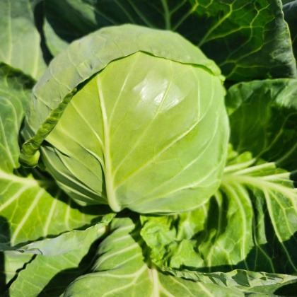 利川市恩施新鲜牛心甘蓝 包菜现摘直发 湖北高山蔬菜