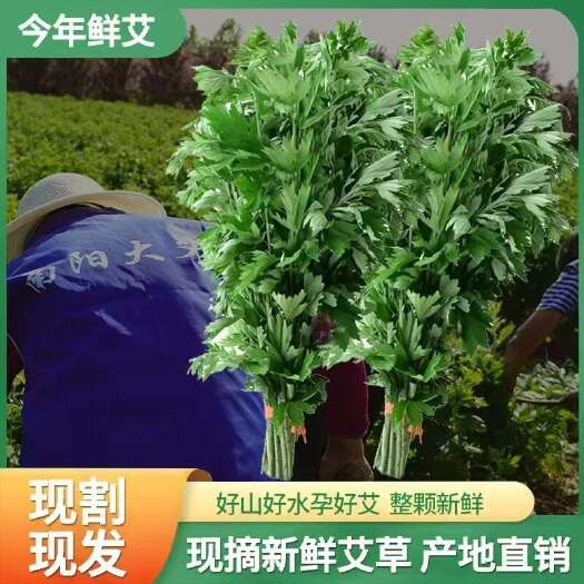 腾冲市新鲜艾草门挂端午节艾叶整棵全株带杆艾草泡澡泡脚干艾蒿驱蚊艾叶