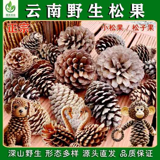 腾冲市天然松果松塔松果球圣诞装饰摆件幼儿园手工松果画装饰配精品松果
