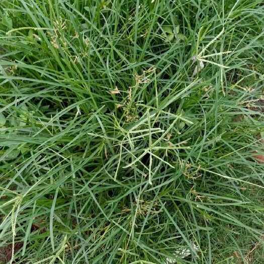 干货切段草原牛筋草牛梗草牛耕草内蒙草原地道