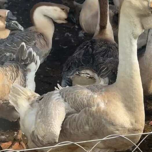 汕头特大种潮汕狮头鹅苗