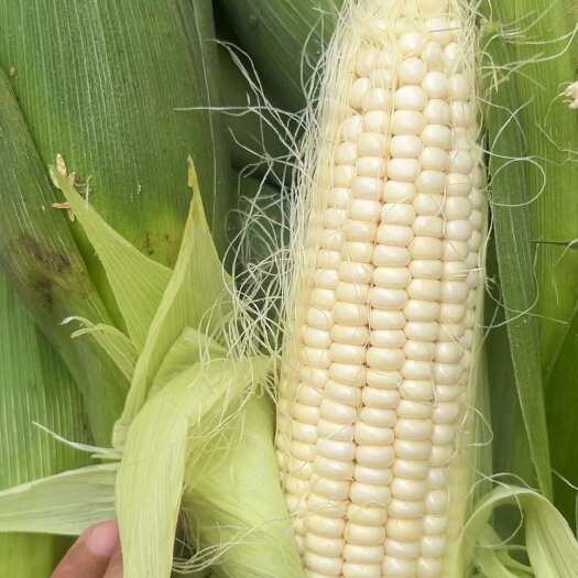夏邑县白糯玉米甜加糯玉米美玉27