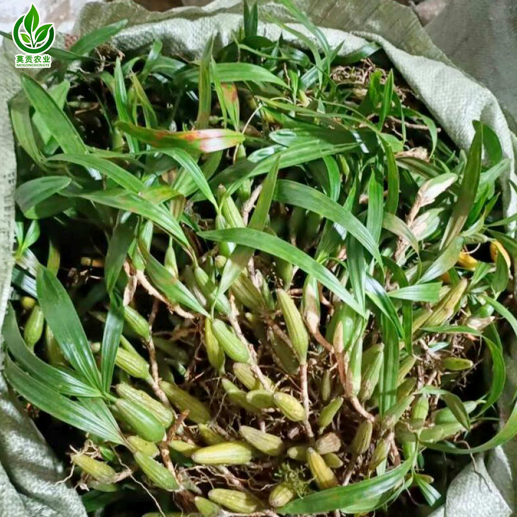 云南腾冲高黎贡山深山精品石橄榄新鲜现采精选单叶双叶果煲汤佳品