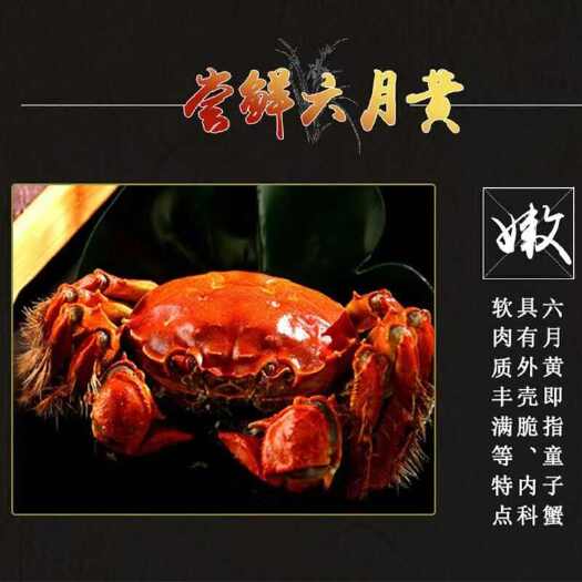 兴化市包邮鲜发江苏六月黄大闸蟹批发水产商超餐饮电商只只有黄壳薄肉嫩