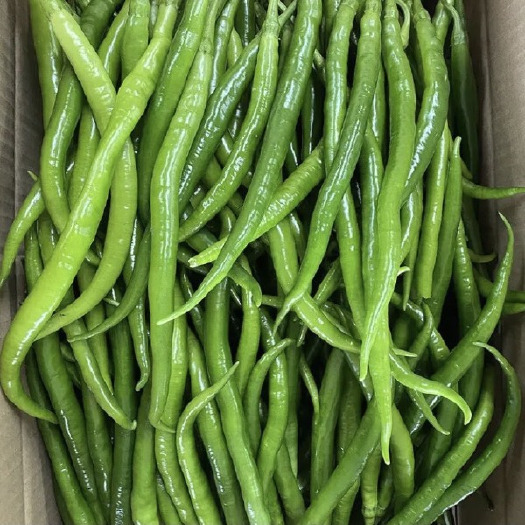 利川市直发新鲜线椒优质辣椒批发供货蔬菜基地源头采摘