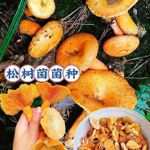 恩施高山枞树菌，纯野生，口感好