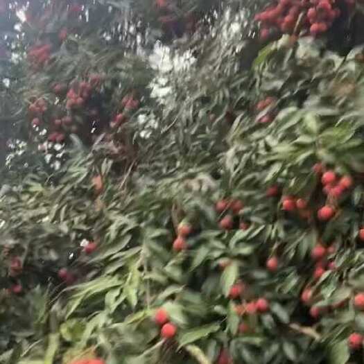 钦州钦州黑叶荔枝