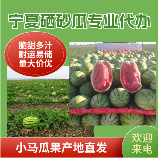长沙宁夏中卫硒砂瓜金城5号金花1号6号即将上市产地一手货源欢迎电