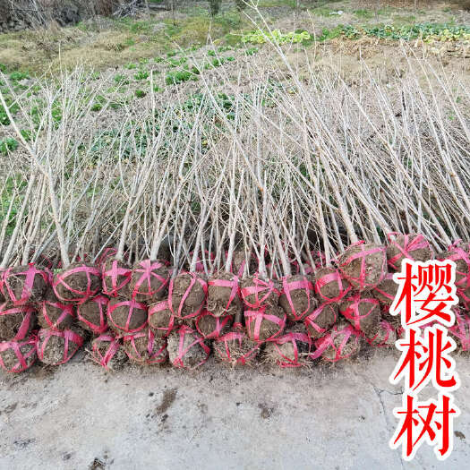 嵊州市【樱桃小树】红妃短柄黑珍珠2 3 4 公分自花结果2年 3年
