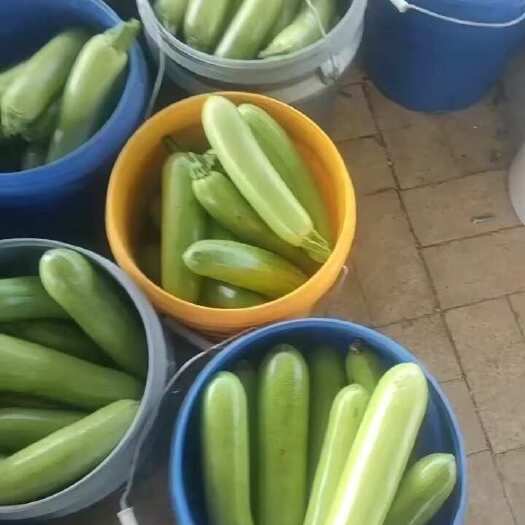 阳原县精品西葫芦大量有货