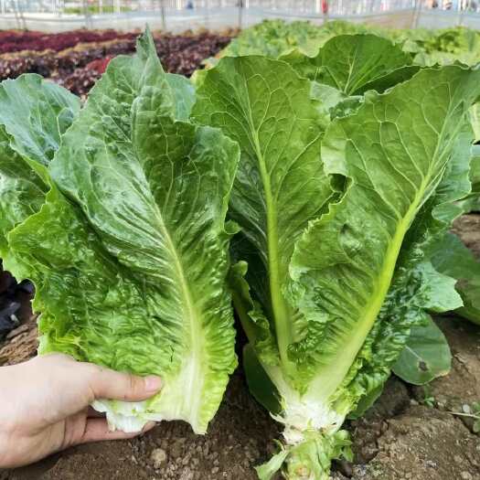 建瓯市中蔬罗马生菜种子 孔雀生菜种子 直立生菜种 口感脆嫩微甜