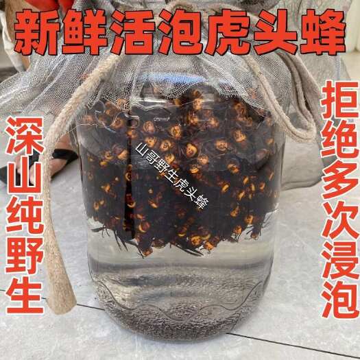 容县广西虎头蜂黑尾地龙蜂红娘大金环虎头蜂胡蜂马蜂泡酒料新鲜活