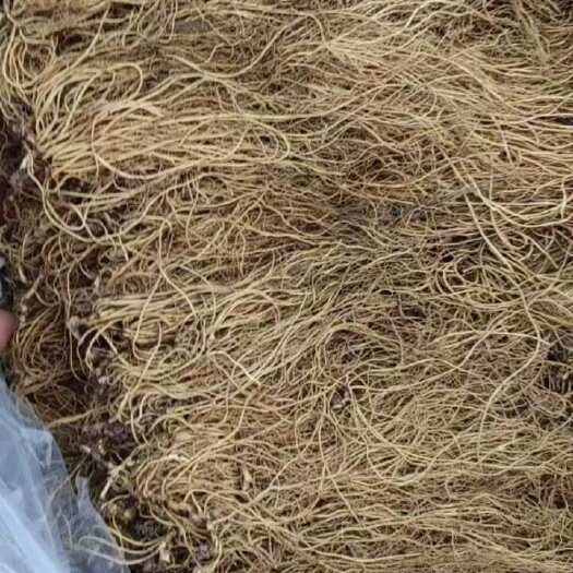 辽细辛，统货药厂货，批发零售 新宾产地直供