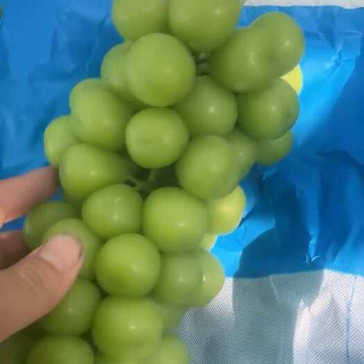 夏邑县阳光玫瑰