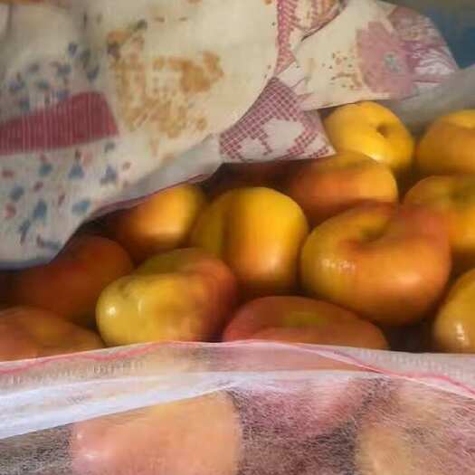 蒙阴县黄金油桃，可代发 可大量出售
