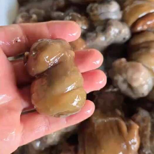 新鲜海葵沙蒜鲜活冷冻烹饪食用海葵海卵5斤沙蒜豆面商用海鲜