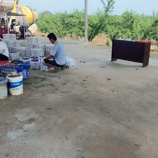 枣阳市精品五月脆，40，自家果园，有八宝丹，五月脆，澳洲红