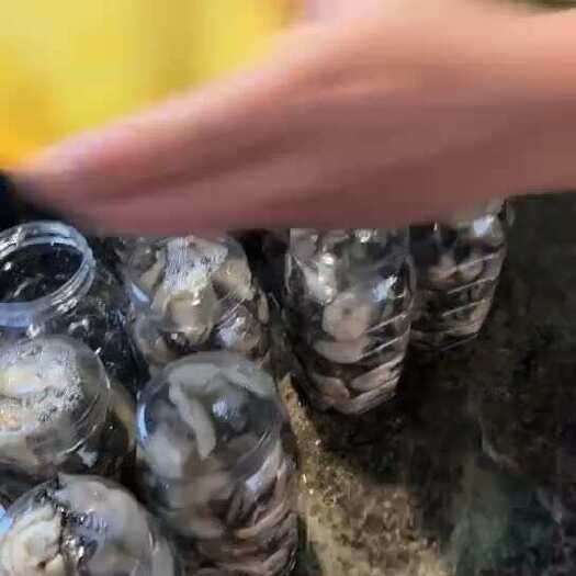 饶平县产地直供，现捞现发。汫洲牡蛎/鲜活现撬生蚝肉(袋装，罐装)