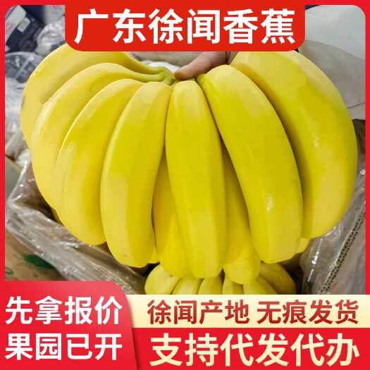 徐闻县广东徐闻巴西香蕉批发代发1斤3斤5斤8斤大中小果