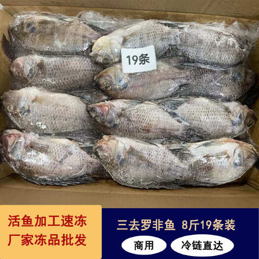 东山县冷冻三去罗非鱼批发 新鲜免处理19条 8斤装 餐饮水产冻品