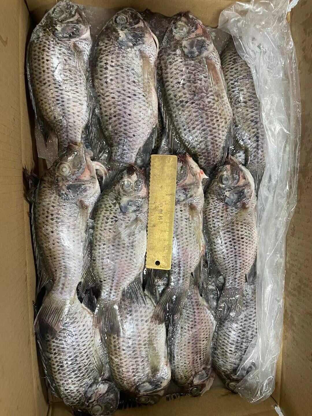三去罗非鱼 8斤19条装新鲜速冻罗非鱼 酒店烧烤餐饮商批发