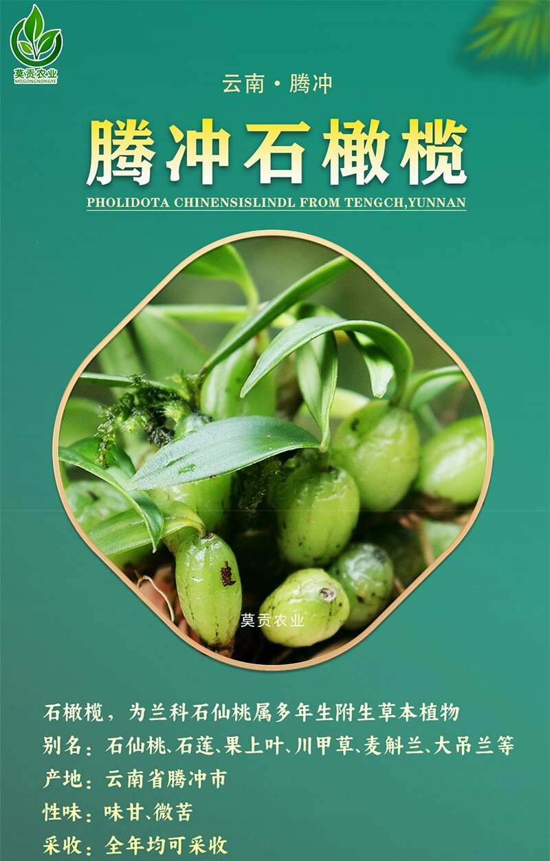 云南腾冲高黎贡山深山精品石橄榄新鲜现采精选单叶双叶果煲汤佳品