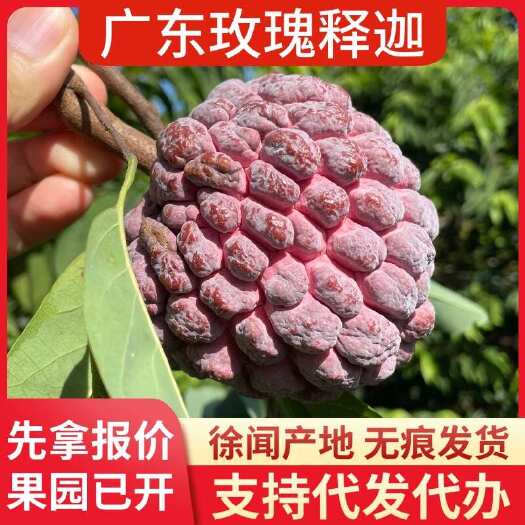 广东徐闻玫瑰释迦番石榴番荔枝批发代发1斤3斤5斤8斤大中小果